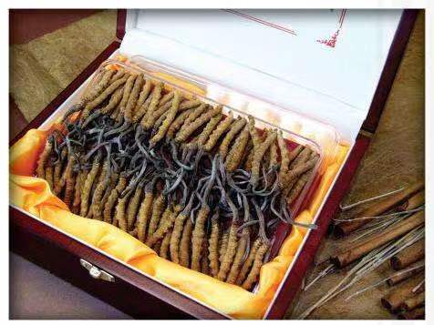 红桥冬虫夏草回收